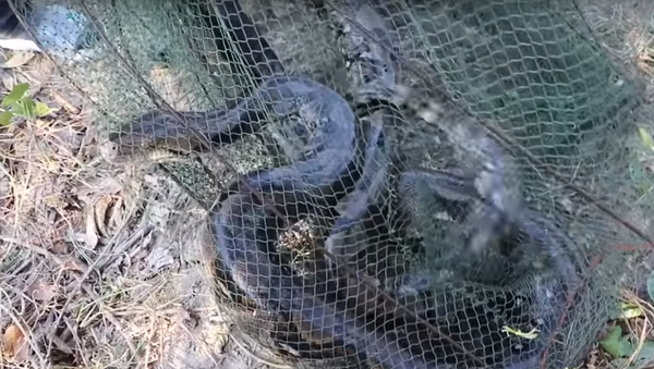 Pescador retira rede de pesca de lago e encontra surpresa reptiliana - Sputnik Brasil