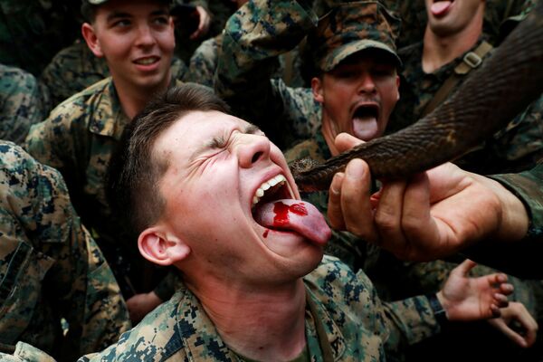 Fuzileiro naval bebe sangue de cobra durante treino de sobrevivência Cobra Gold - Sputnik Brasil