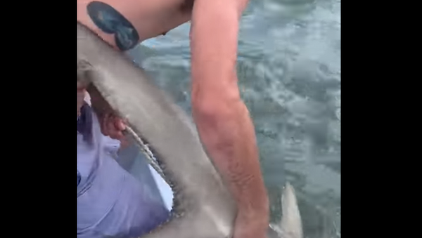 Pescadores removem corda amarrada em pescoço de tubarão - Sputnik Brasil