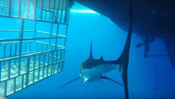 Tubarão-branco tenta entrar em gaiola de mergulhador - Sputnik Brasil