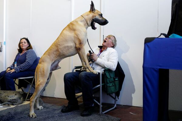 Cão boceja ao colo de Don Smith na exposição de cães de Nova Iorque, EUA - Sputnik Brasil