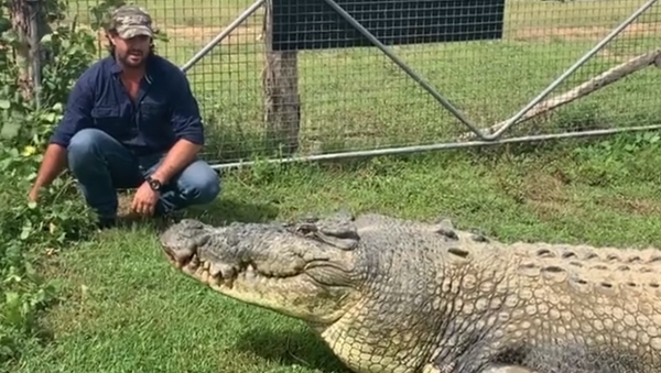 Homem alimentando crocodilo - Sputnik Brasil