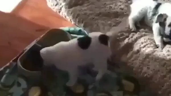 Cachorrinho dançando enquanto come sua comida - Sputnik Brasil