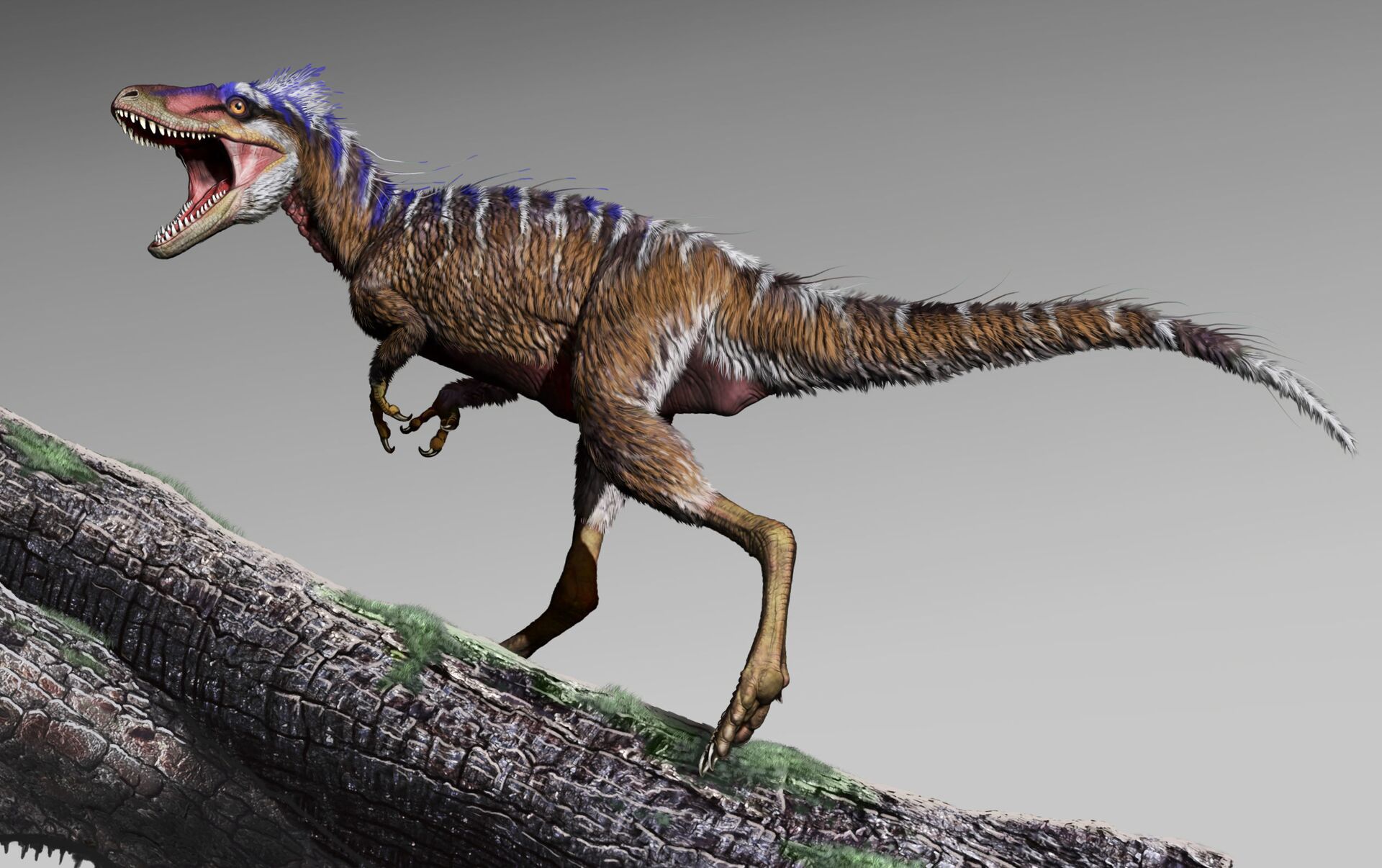 Filhotes de tiranossauro tinham o tamanho de um cachorro, revela
