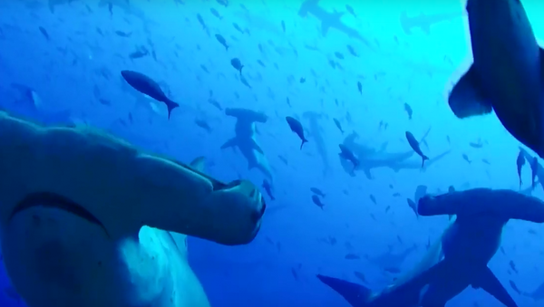 Cardume de tubarões-martelos - Sputnik Brasil