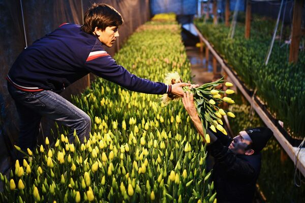 Empregados de estufa russa em Novosibirsk coletam tulipas nas vésperas do Dia Internacional da Mulher - Sputnik Brasil