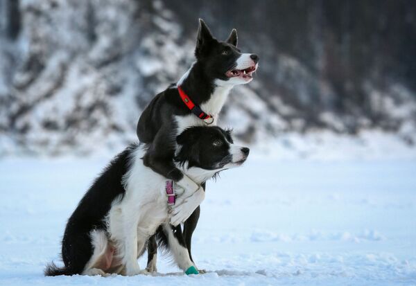 Cães de raça Border Collie passam por treinamento sobre o rio congelado Enisey nos arredores da cidade russa de Krasnoyarsk - Sputnik Brasil