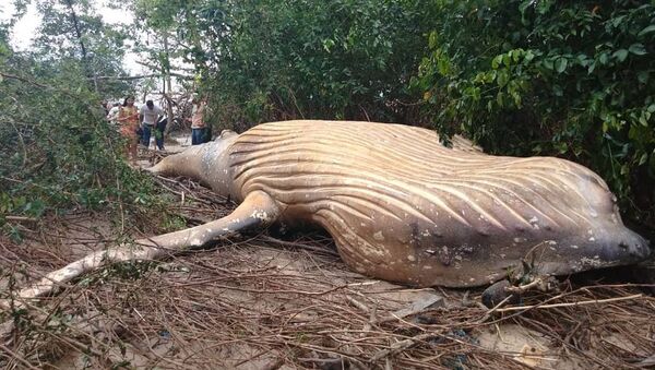 Balei morta em floresta - Sputnik Brasil