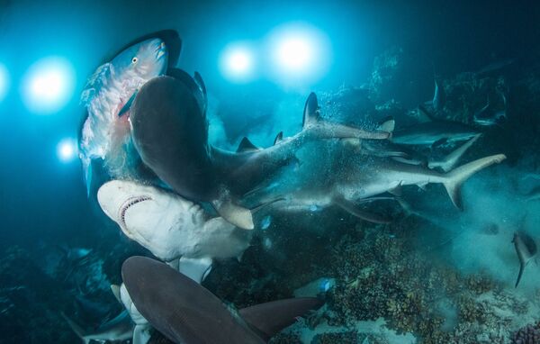 The Gauntlet, imagem do fotógrafo britânico Richard Barnden, mostra tubarões-cinzento-dos-recifes pegando e devorando um peixe-papagaio. Essa foto foi a vencedora do concurso Underwater Photographer of the Year 2019 - Sputnik Brasil