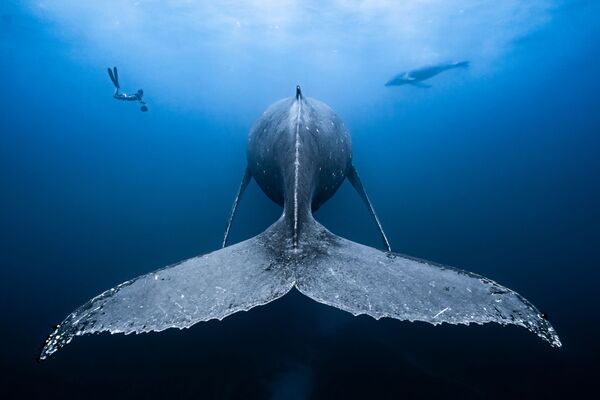 Uma baleia-jubarte, a Gigante Gentil do fotógrafo François Baelen que recebeu o 1º lugar em uma das categorias do concurso - Sputnik Brasil