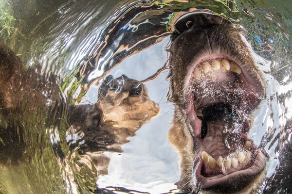 Curiosos ursinhos do fotógrafo russo Mike Korostelev, que levou 1º lugar em uma das categorias do concurso - Sputnik Brasil