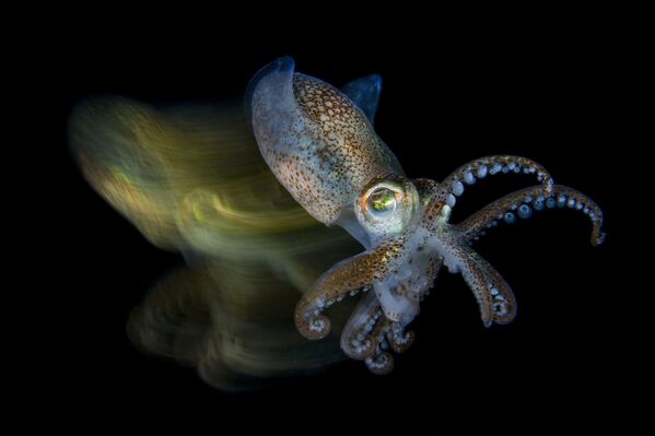 Choco rápido capturado no golfo de Trieste pelo fotógrafo italiano Fabio Iardino - Sputnik Brasil
