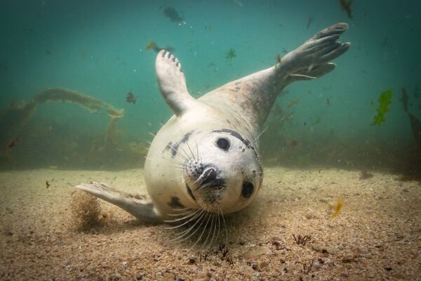 A foto É hora de brincar? do fotógrafo britânico Martin Edser mostra uma foca que vive nas águas das ilhas Farne - Sputnik Brasil