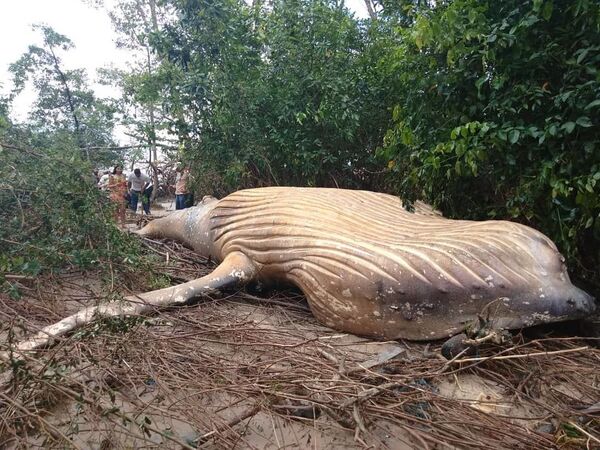 Baleia jubarte encontrada morta na selva amazônica - Sputnik Brasil
