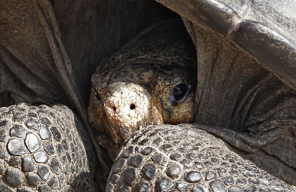Em meados de fevereiro, em uma das ilhas de Galápagos, foi descoberta a tartaruga Chelonoidis phantasticus, considerada por mais de um século extinta - Sputnik Brasil