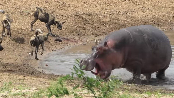 Hipopótamo faz tudo para salvar antílope de cães selvagens - Sputnik Brasil