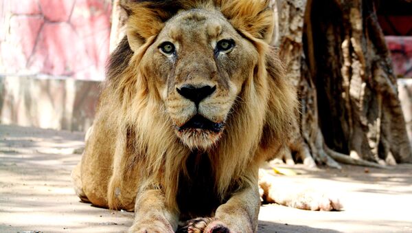 Leão africano no Jardim Zoológico Kamala Nehru, em Ahmedabad, na Índia, 17 de abril de 2007 (imagem referencial) - Sputnik Brasil