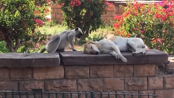 Macaco faz carinho em cachorro no parque - Sputnik Brasil