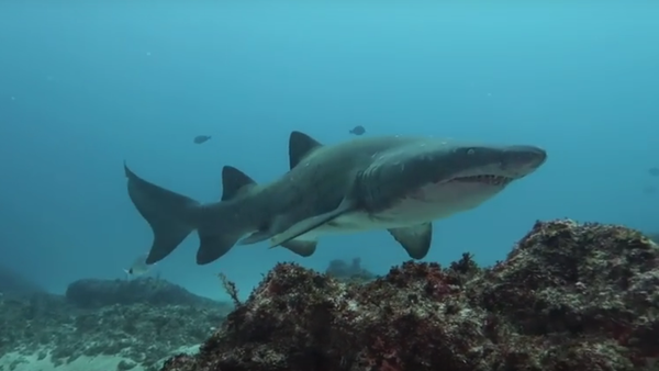 Mergulhador se enfrenta cara a cara com tubarão-tigre - Sputnik Brasil