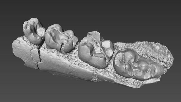 Modelo 3D de dentes de primata Alophia metios que viveu no noroeste do Quênia - Sputnik Brasil
