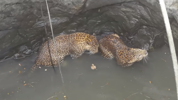 2 leopardos são resgatados de poço de 15 m na Índia - Sputnik Brasil