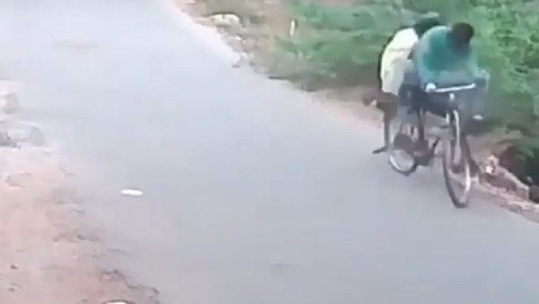 Serpente ataca ciclistas na Índia - Sputnik Brasil
