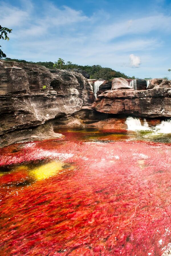 Rio colombiano Caño Cristales, popularmente conhecido como Rio das Cinco Cores ou o Arco-Íris Líquido - Sputnik Brasil