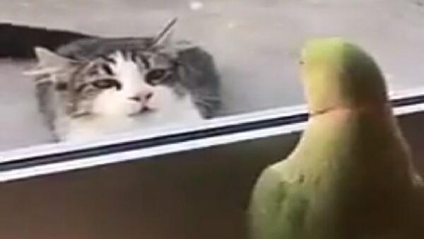 Gato e papagaio brincam de pique-esconde - Sputnik Brasil