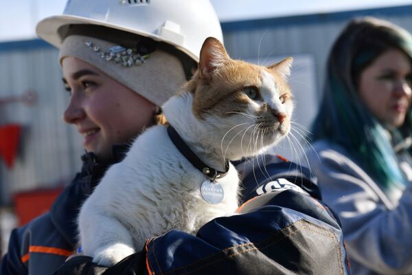 Gato batizado de Mostik (Pontezinha em russo) nas mãos de uma construtora da ponte da Crimeia - Sputnik Brasil