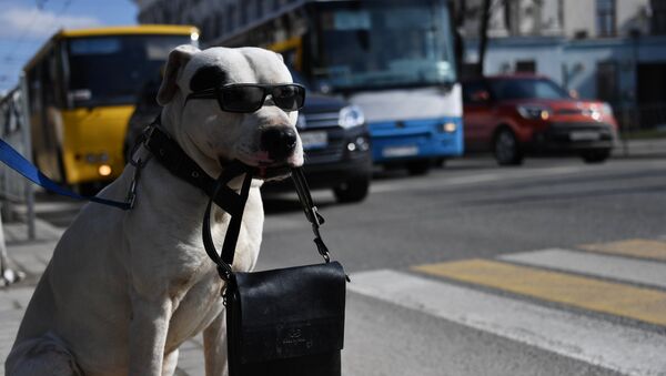Cachorro em uma das ruas de Simferopol, Crimeia, Rússia - Sputnik Brasil