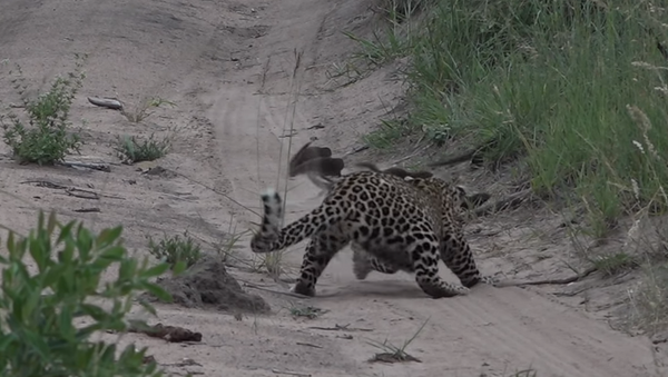 Mangusto se descuida e por pouco não cai nas garras de jovem leopardo - Sputnik Brasil