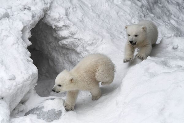 Ursos polares no jardim zoológico de Novossibirsk, Rússia - Sputnik Brasil