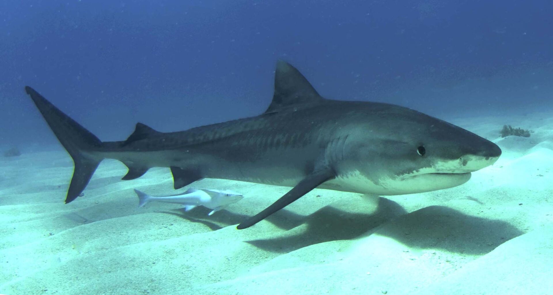 Caçadores solitários: cientistas descobrem que tubarões de espécies distintas não caçam juntos - Sputnik Brasil, 1920, 07.07.2021
