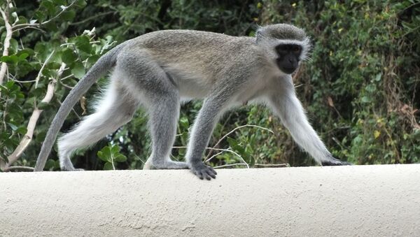 Macaco-vervet (imagem referencial) - Sputnik Brasil