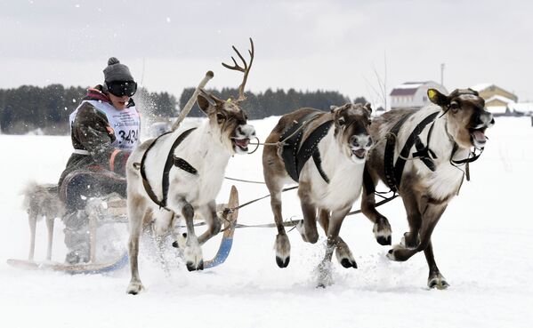 Participantes de corrida de renas durante o Dia do Criador de Renas na cidade russa de Nadim - Sputnik Brasil