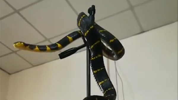 Serpente ocupa tripé da câmera e está pronta para fotografar-se - Sputnik Brasil