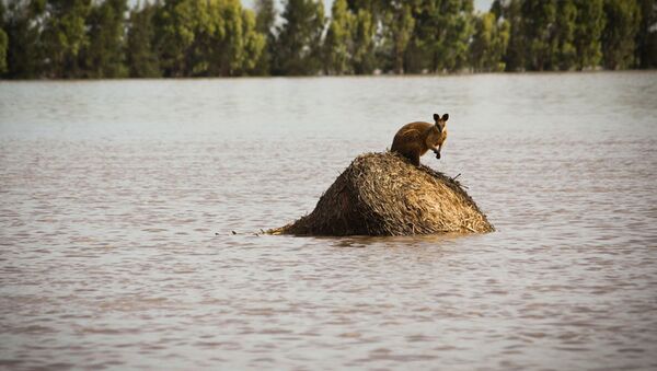 Canguru em monte de feno cercado por água devido às enchente em Queensland (imagem referencial) - Sputnik Brasil