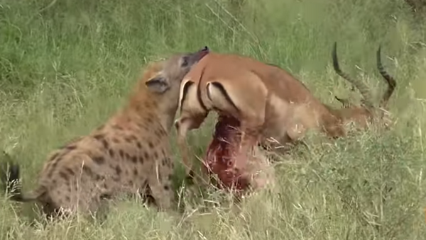 Antílope com vísceras de fora tenta escapar de hiena - Sputnik Brasil