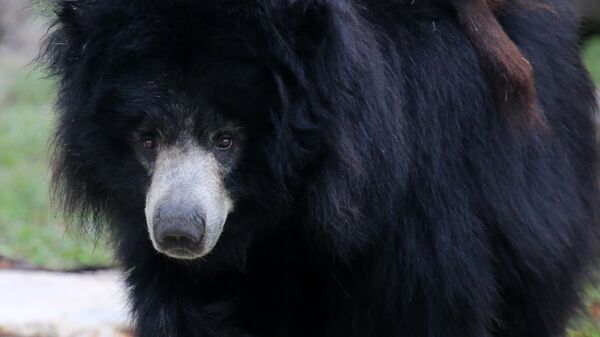 Urso-negro asiático - Sputnik Brasil