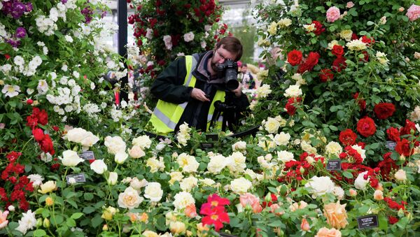 A photographer takes pictures of a display of roses at the 2015 Chelsea Flower Show in London. - Sputnik Brasil