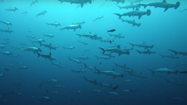 Tubarões-martelo perto das ilhas Galápagos - Sputnik Brasil