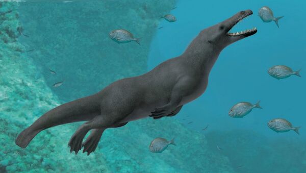 Peregocetus pacificus é uma nova Protocetidae descoberta em depósitos marinhos de meados do Eoceno (42,6 milhões de anos) da costa peruana - Sputnik Brasil