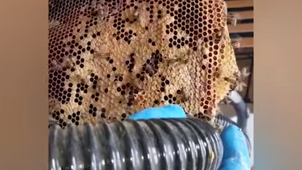 Colmeia de 22 mil abelhas é removida de sótão no Reino Unido - Sputnik Brasil