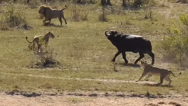 Búfalo sobrevive à batalha épica contra leões e crocodilos - Sputnik Brasil