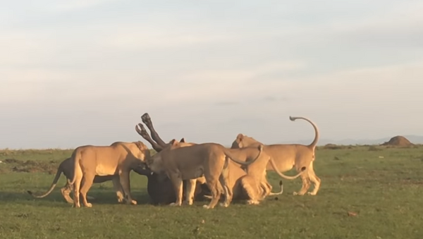 Leões jovens pegam um búfalo - Sputnik Brasil