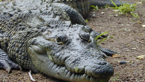 Crocodilo, imagen referencial - Sputnik Brasil