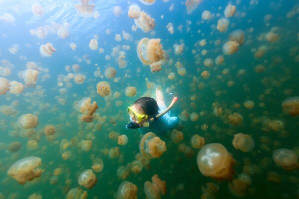 Mergulhadora nada com águas-vivas douradas em Palau - Sputnik Brasil