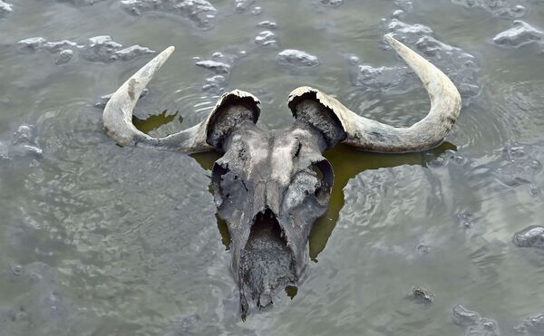 Crânio de gnu em lago da Tanzânia - Sputnik Brasil