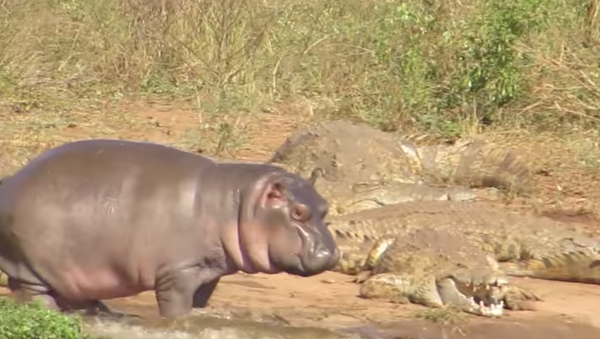Bebê hipopótamo ataca crocodilo e enfrenta búfalo - Sputnik Brasil