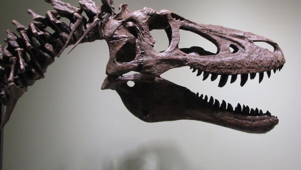 Esqueleto de tiranossauro jovem está à venda no eBay - Sputnik Brasil